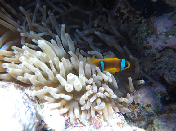 Scuba Diving