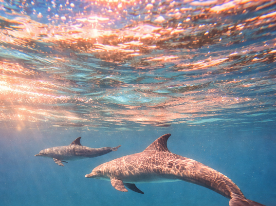 Dolphins in the Red Sea