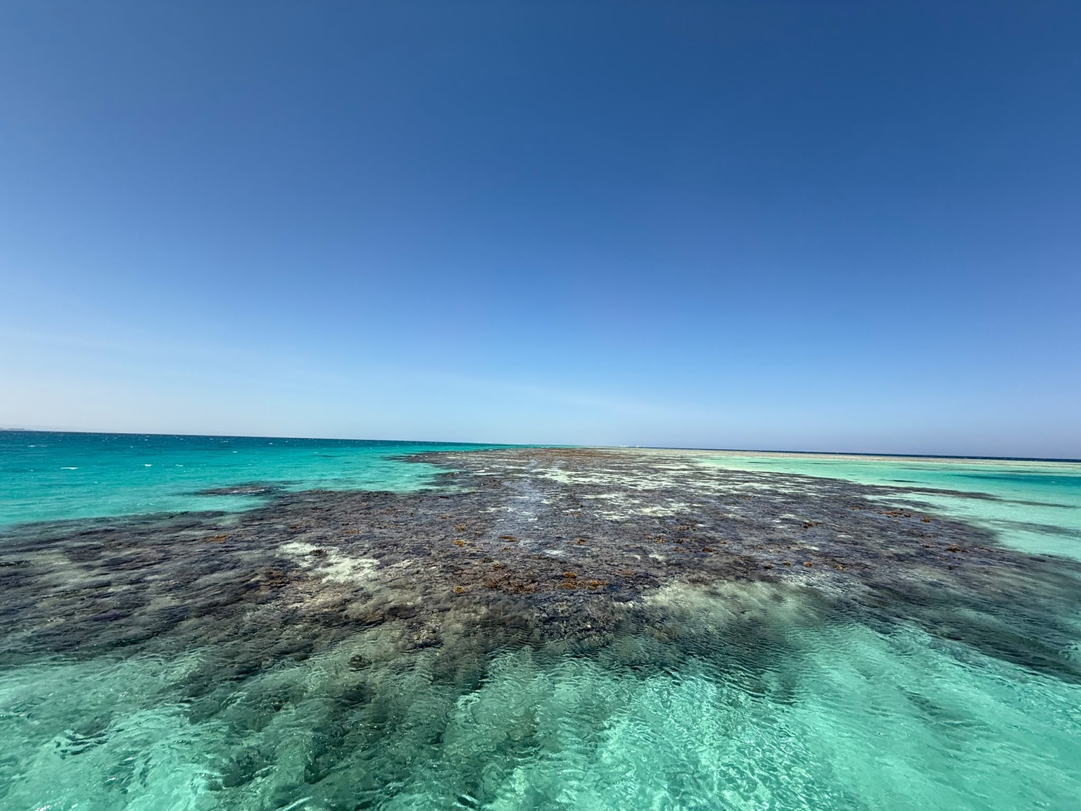 Red Sea reef