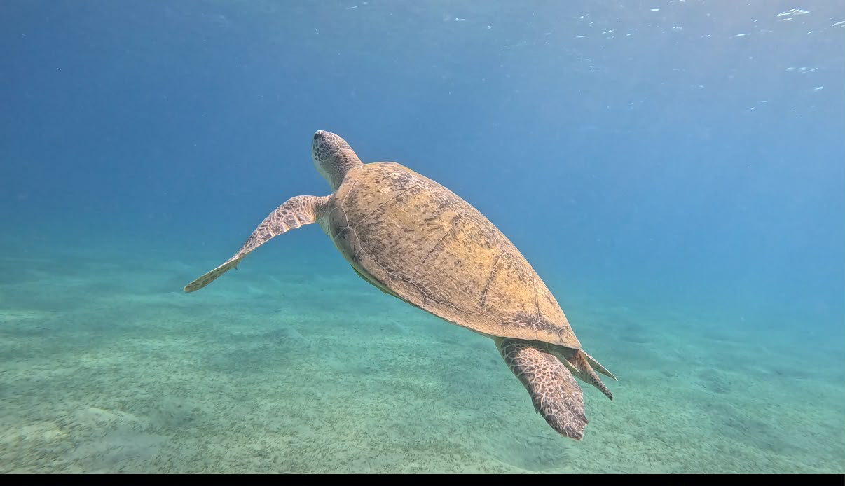 Abu Dabbab Turtle Beach